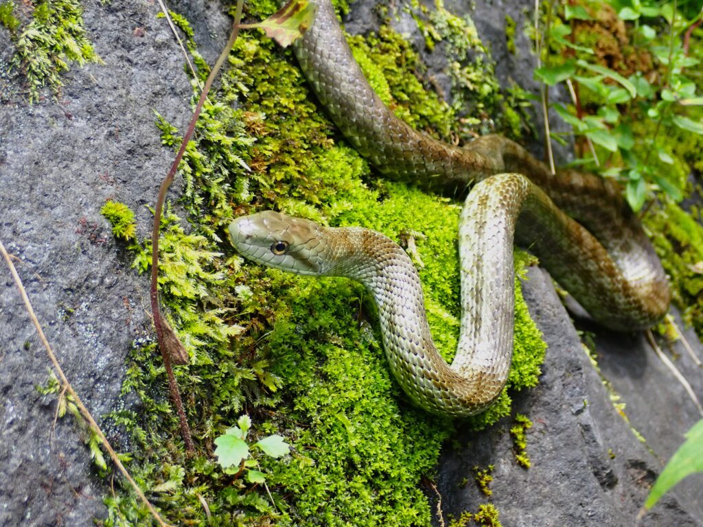 Japanese Rat Snake (Elaphe climacophora) climbing a tree in Honshu, Japan