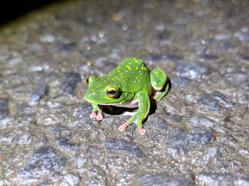 chlegel’s Green Tree Frog (Zhangixalus schlegelii) on the ground at night in Japan, showing its bright green body with yellow spots