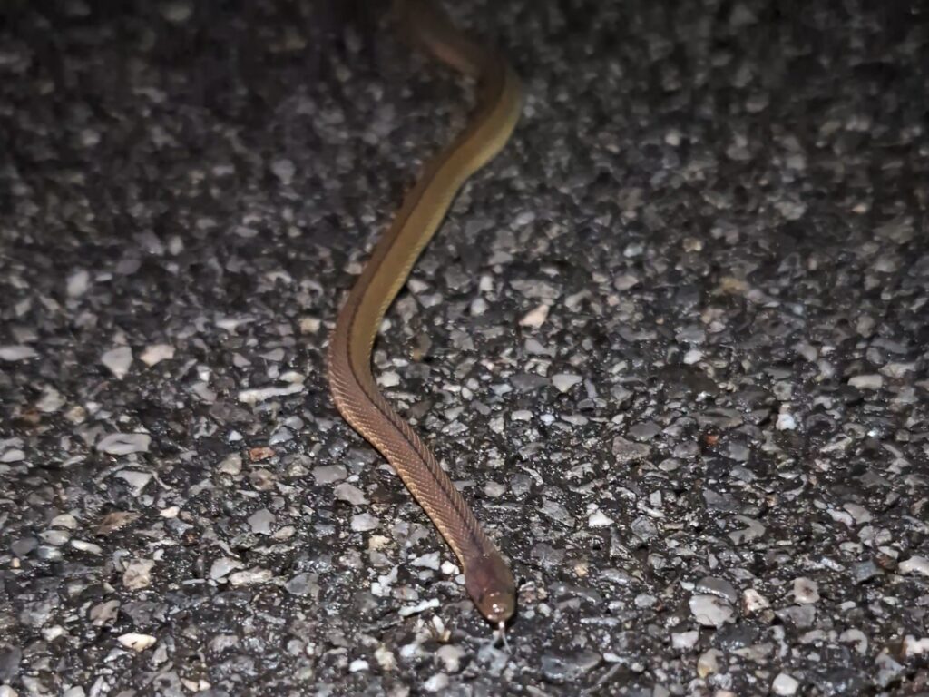 Takachiho Snake (Achalinus spinalis) with iridescent scales hiding under fallen leaves in Honshu, Japan