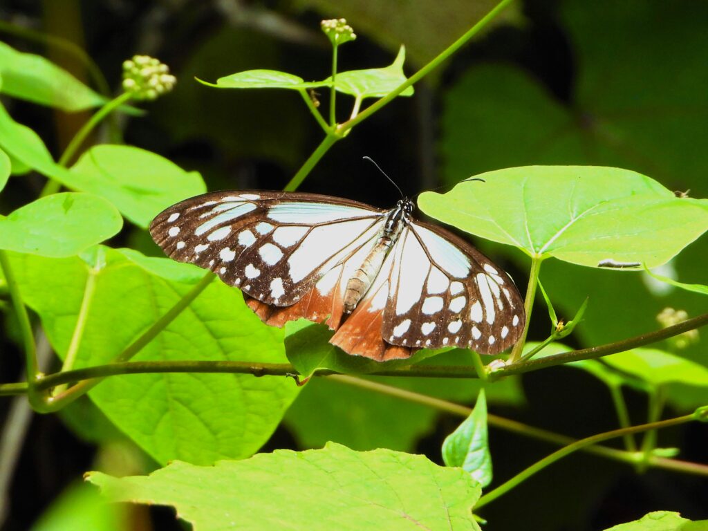 Chestnut Tiger butterfly (Parantica sita) resting on green leaves in Japan, showing pale blue and chestnut-colored wings.