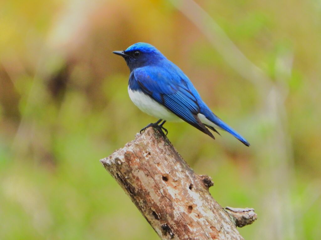Male Blue-and-White Flycatcher perched on a tree stump, showing vivid blue plumage and white belly.