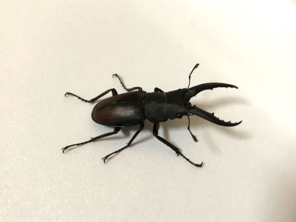 Male Japanese saw stag beetle (Prosopocoilus inclinatus) on a white background, showing its large saw-like mandibles.