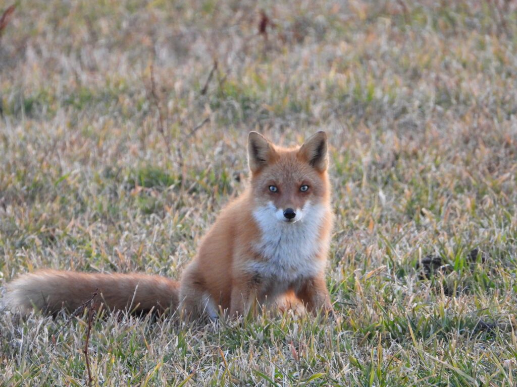 A wild Ezo Red Fox sitting alert in an open grassy field in Hokkaido.