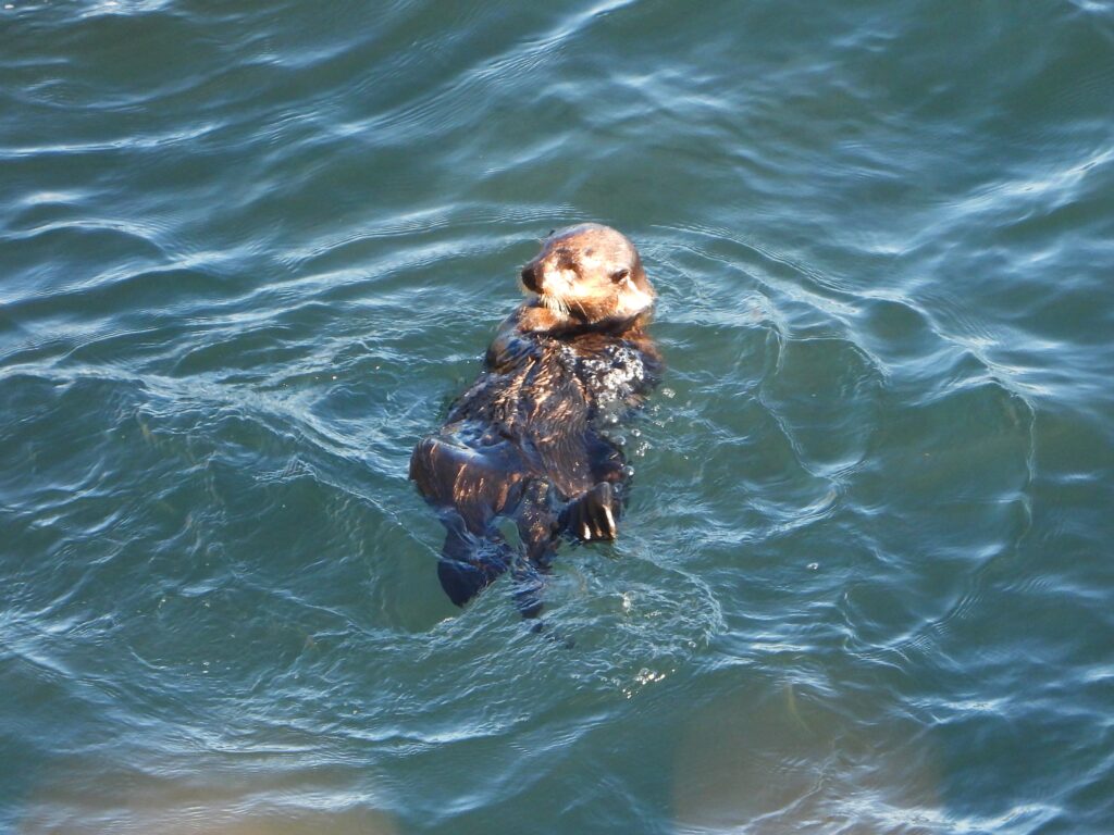 Wild sea otter floating on its back in the ocean near Cape Kiritappu, Hokkaido, Japan