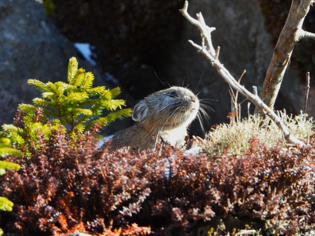 Close-up of Ezo pika looking upward among alpine shrubs and moss
