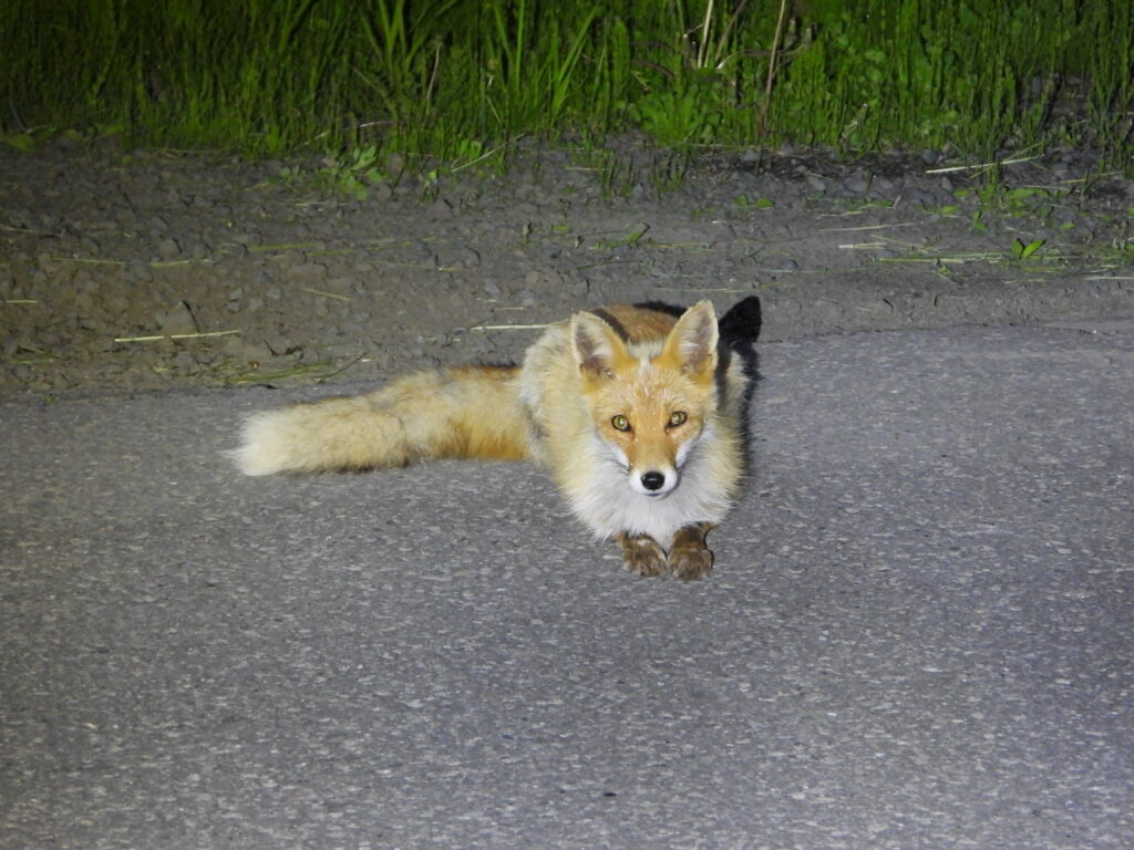 An Ezo Red Fox lying down on a rural road at night in Hokkaido, illuminated by light.
