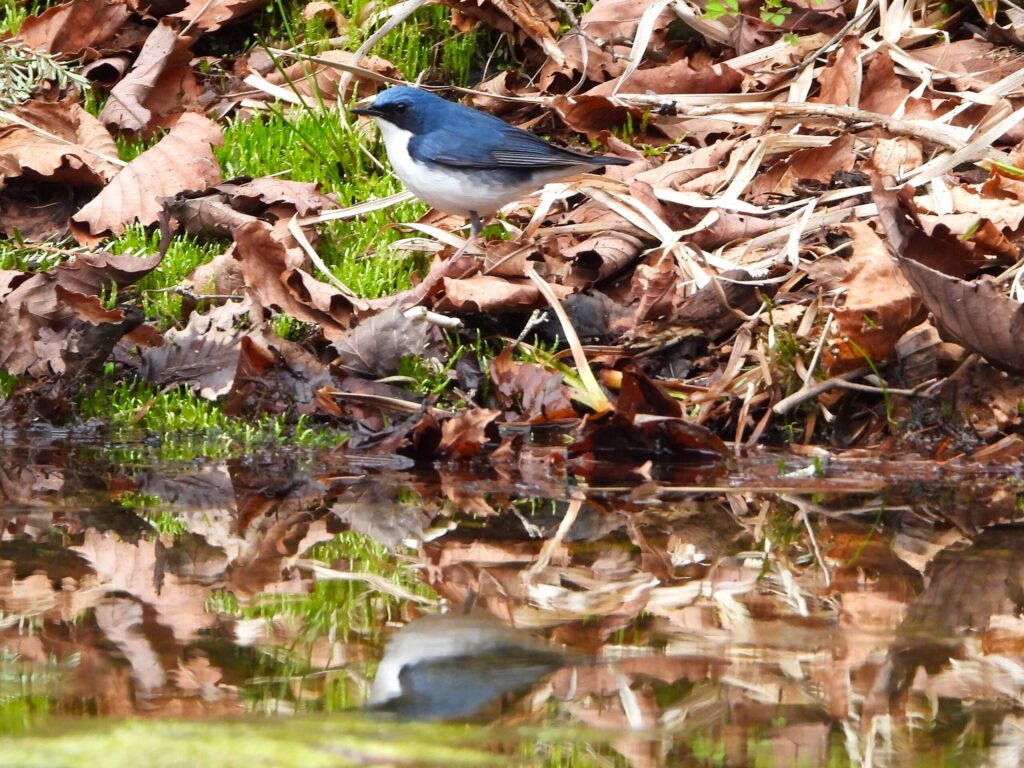 Siberian Blue Robin (Larvivora cyane) standing beside a small mountain pond, its blue plumage reflected in the still water among fallen leaves and moss.