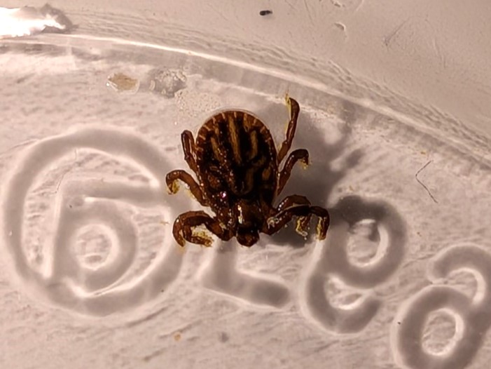 Close-up of a hard tick (Ixodidae) with striped pattern, Japan