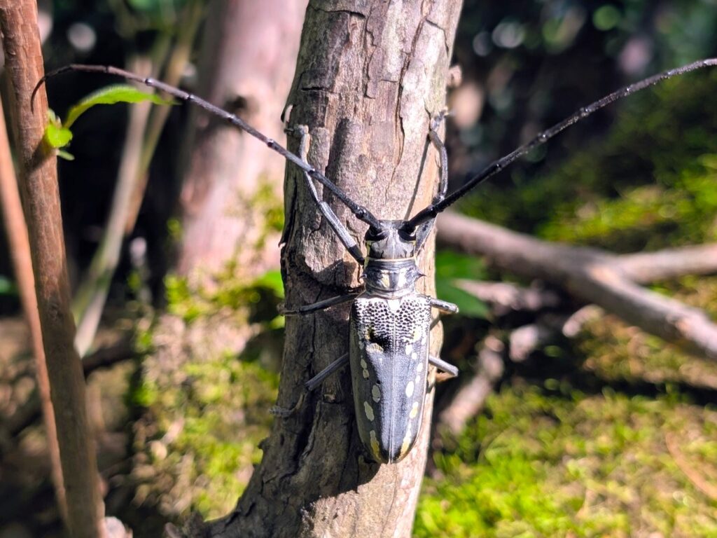 Close-up of an adult White-striped Longhorn Beetle on a branch in Japan, showing pale stripes and long antennae.