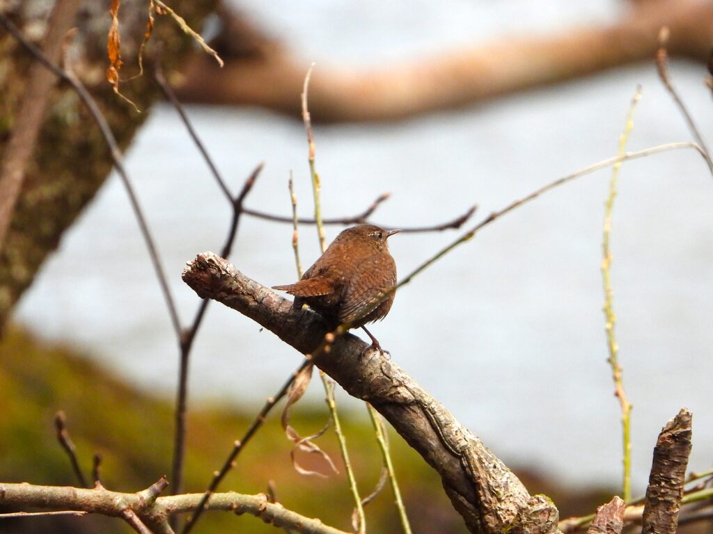 Eurasian Wren resting on a branch above a stream in early spring.