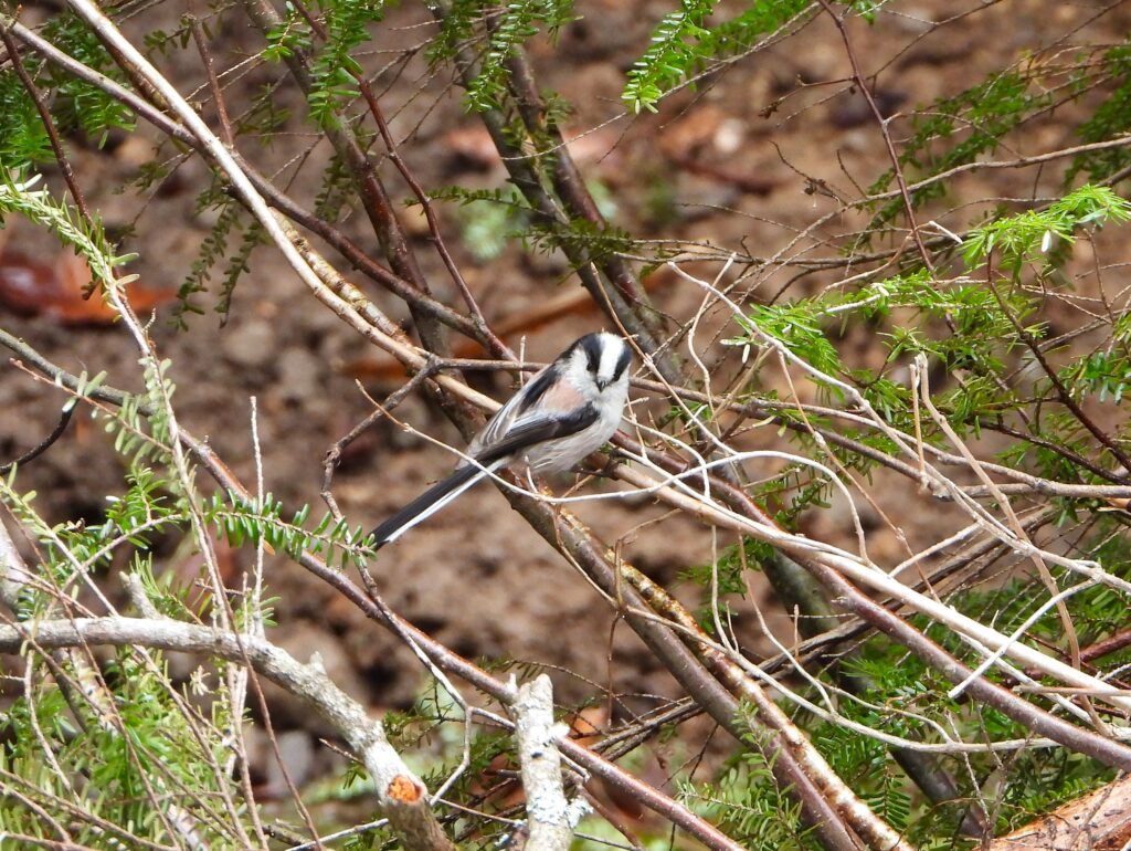 Long-tailed Tit searching for food among twigs and green leaves close to the ground