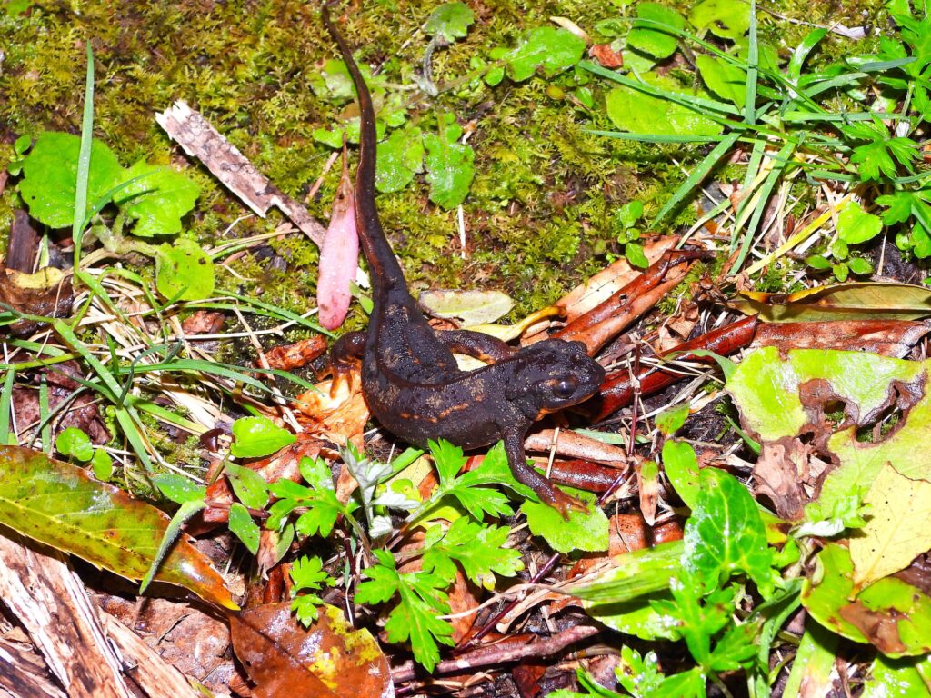 Amami Sword-tail Newt on a mossy forest floor in Amami Ōshima, showing its dark body and orange underside.