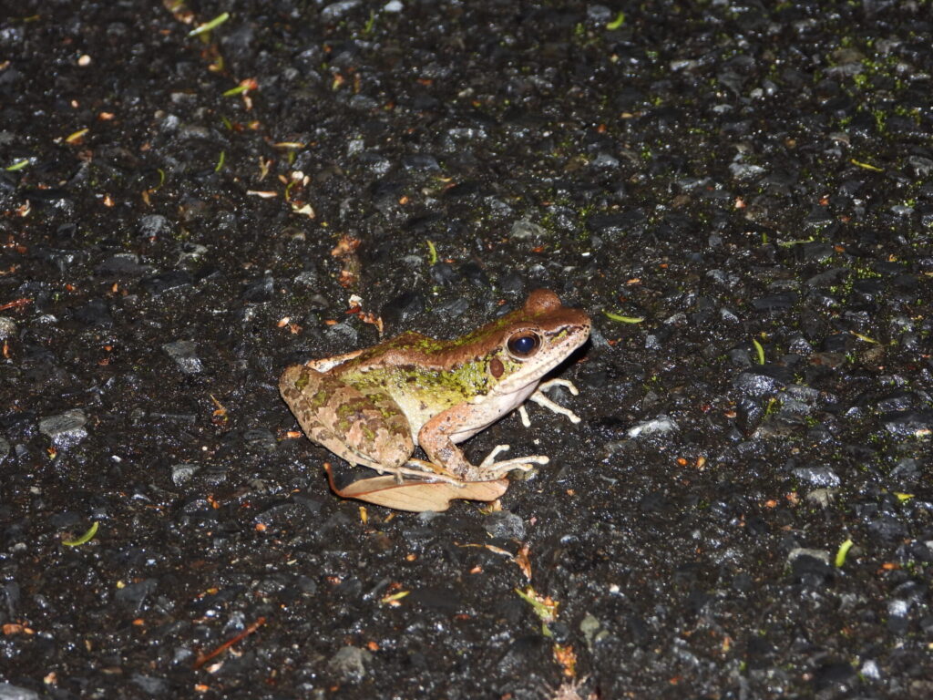 Amami Tip-nosed Frog (Odorrana amamiensis) on a wet forest road at night on Amami Ōshima, Japan. The frog’s olive-brown coloration and pointed snout are clearly visible under flashlight illumination.