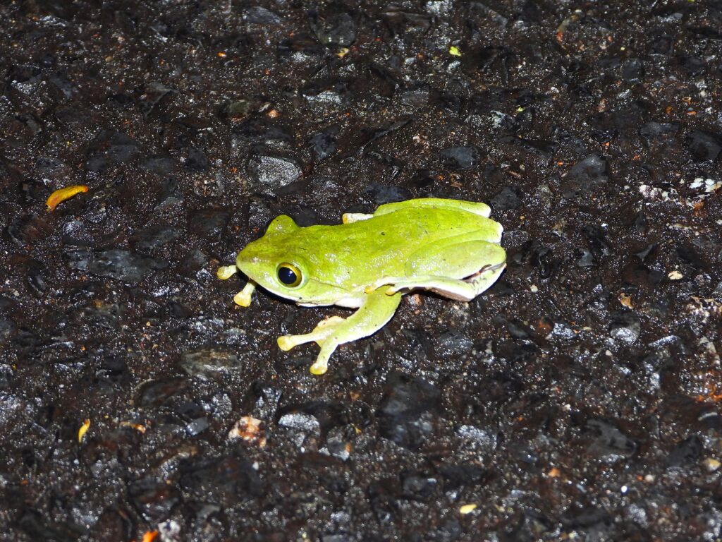 Amami Green Tree Frog (Zhangixalus amamiensis) resting on a wet forest road after rain in Amami Ōshima, Japan.