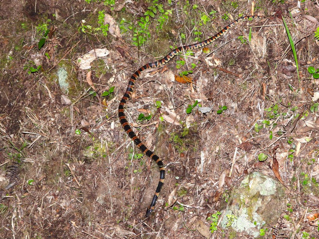 A full-length view of the Loo-Choo Big-tooth Snake crawling across the forest floor in Okinawa, displaying its long, vividly banded body.
