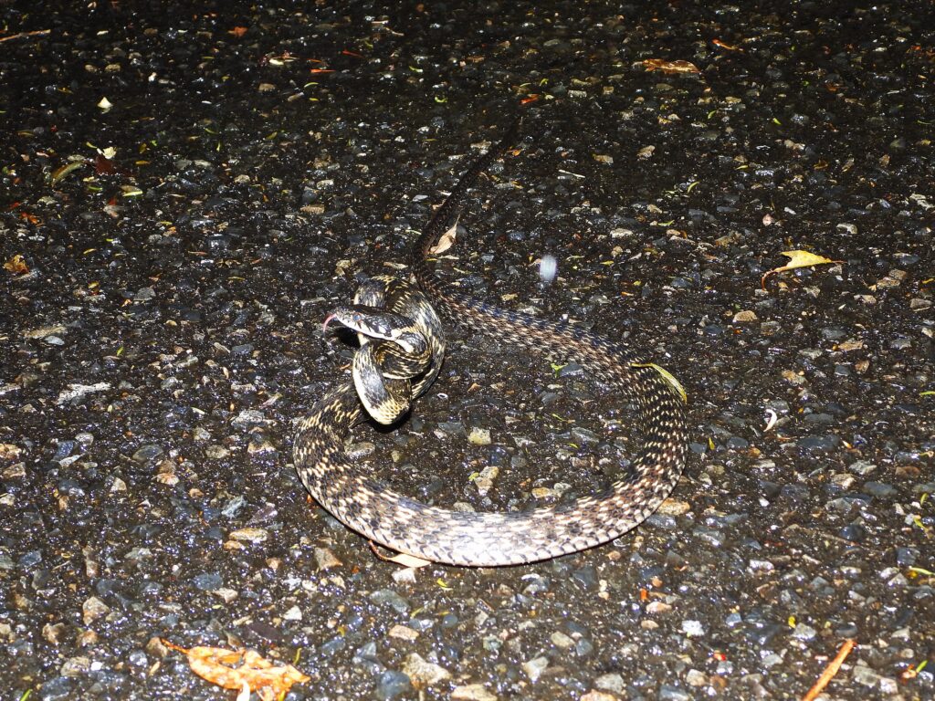 Okinawa Keelback (Hebius pryeri) in a defensive posture on a rainy forest road at night in Okinawa, Japan.