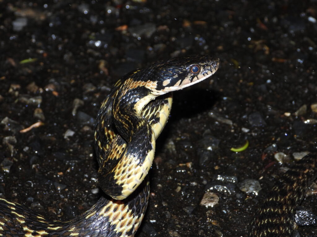 Okinawa Keelback (Hebius pryeri) showing its head markings and glossy dark scales on a wet road at night in Okinawa, Japan