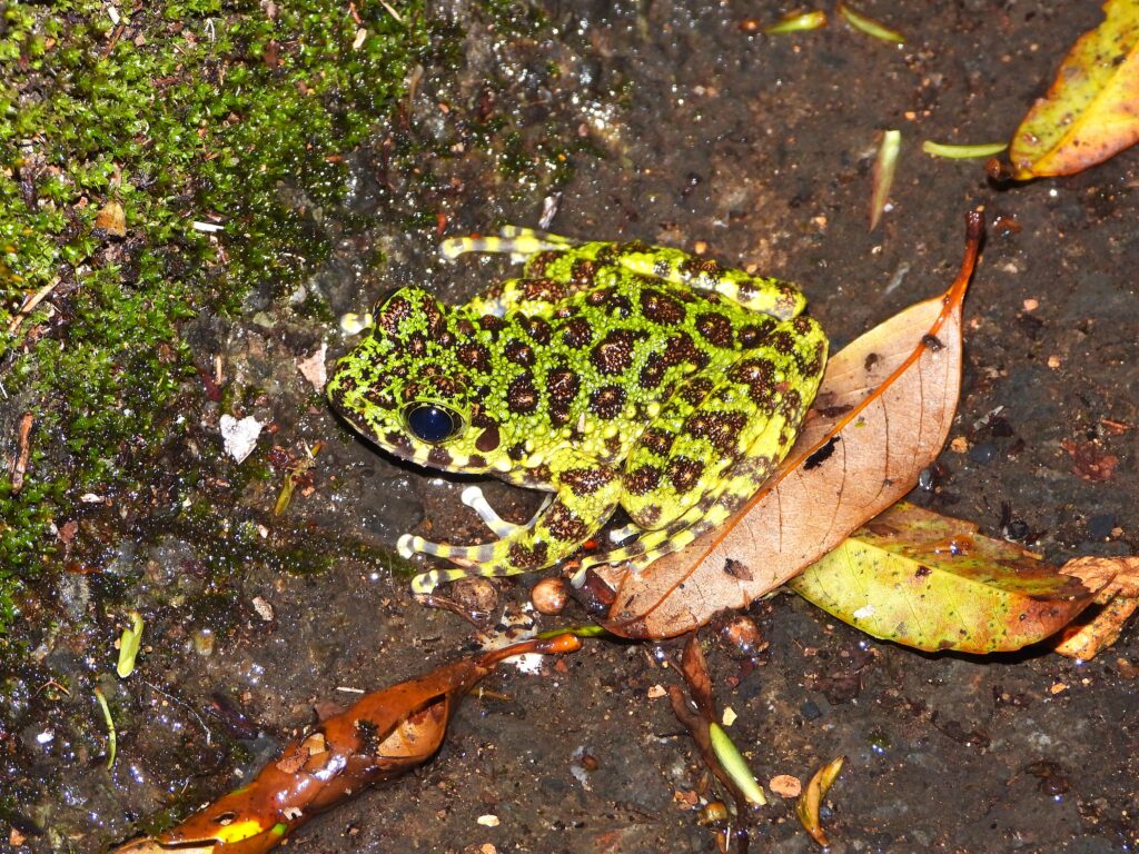 Amami Ishikawa Frog (Odorrana splendida) resting on damp forest floor covered with moss and fallen leaves on Amami Ōshima Island, Japan.