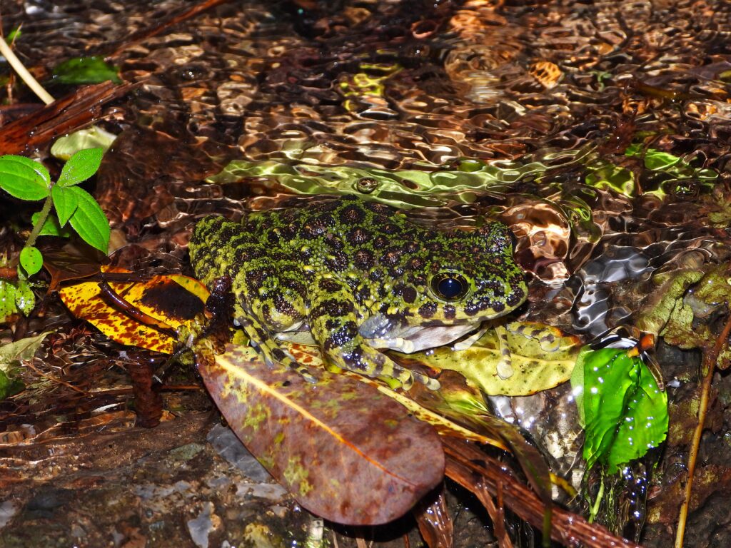 Amami Ishikawa Frog (Odorrana splendida) sitting in a clear mountain stream among wet leaves and rocks on Amami Ōshima Island, Japan.