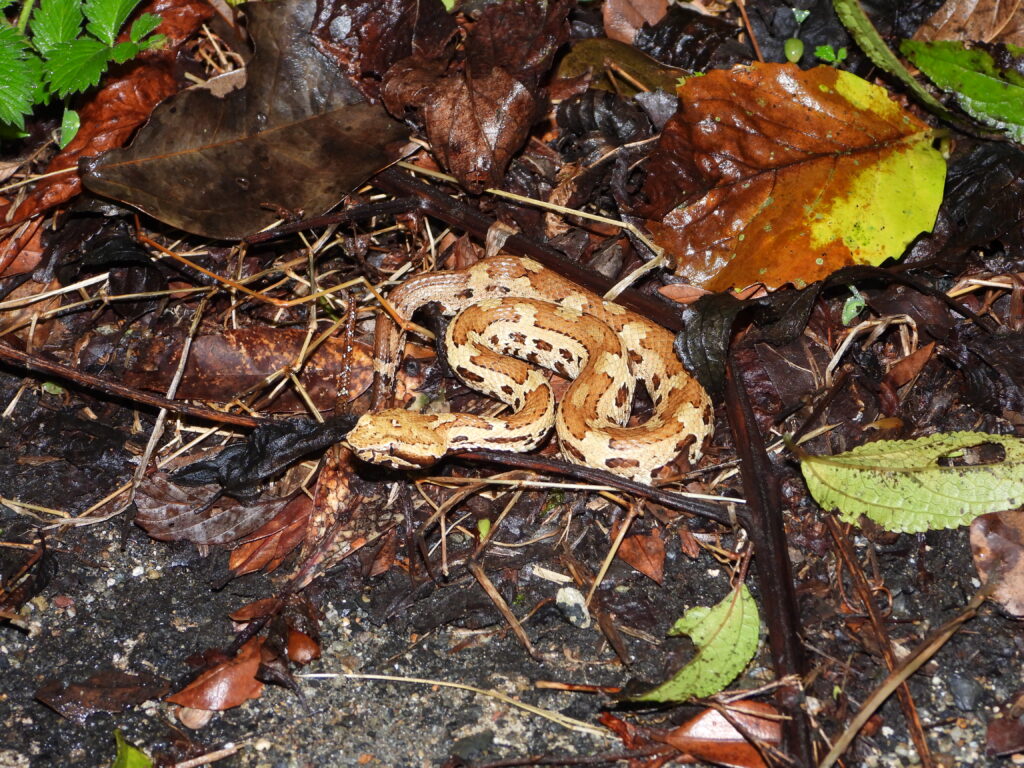 Okinawa pit viper (Ovophis okinavensis) hiding among wet leaves in a subtropical forest of Okinawa, Japan. Its brown pattern provides excellent camouflage.