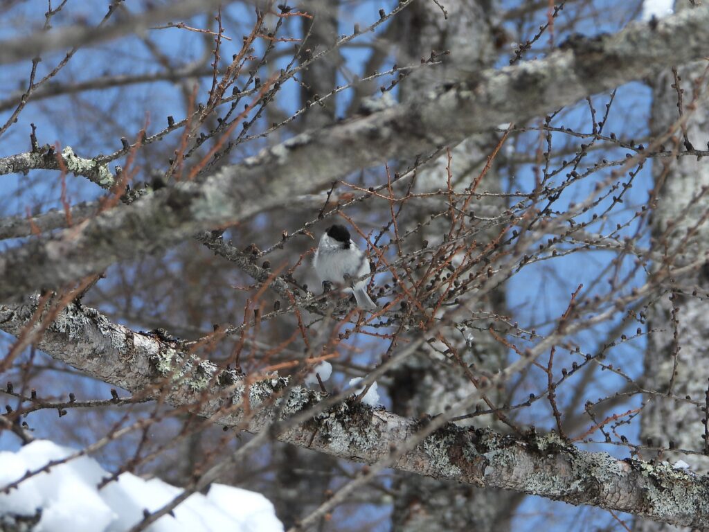 Willow Tit foraging among snowy branches in a winter forest in Japan.