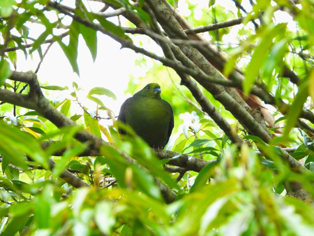 Whistling Green Pigeon perched among dense green foliage in Amami Ōshima, showing its vivid emerald plumage.