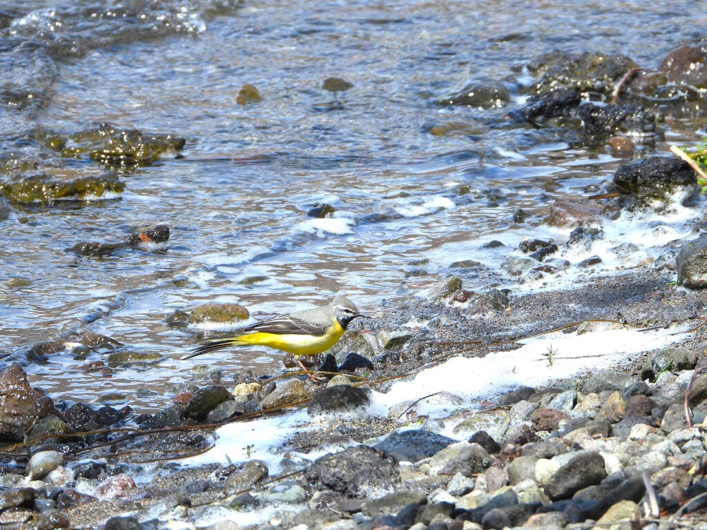 Grey Wagtail walking along a rocky riverbank, searching for insects among the stones and flowing water.