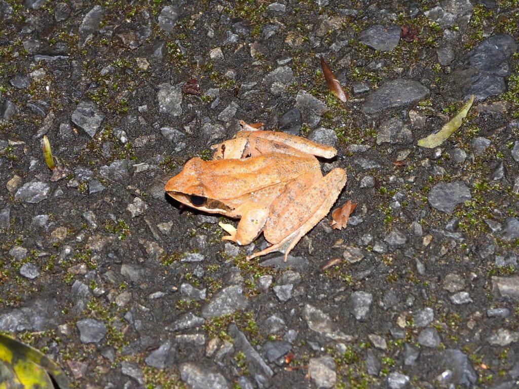 Amami Brown Frog (Rana kobai) photographed on a wet forest road in Amami Ōshima, Japan. Its reddish-brown body blends naturally with the dark ground after rain.
