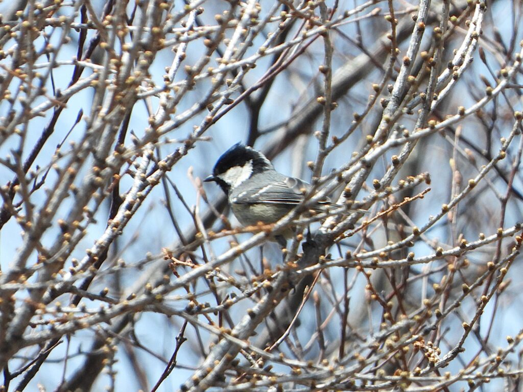 Coal Tit (Periparus ater) in early spring woodland, perched among bare branches – Japanese conifer forest bird.
