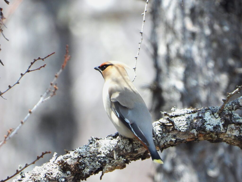 Bohemian Waxwing resting on a lichen-covered branch in early spring light, displaying its sleek plumage and crest.