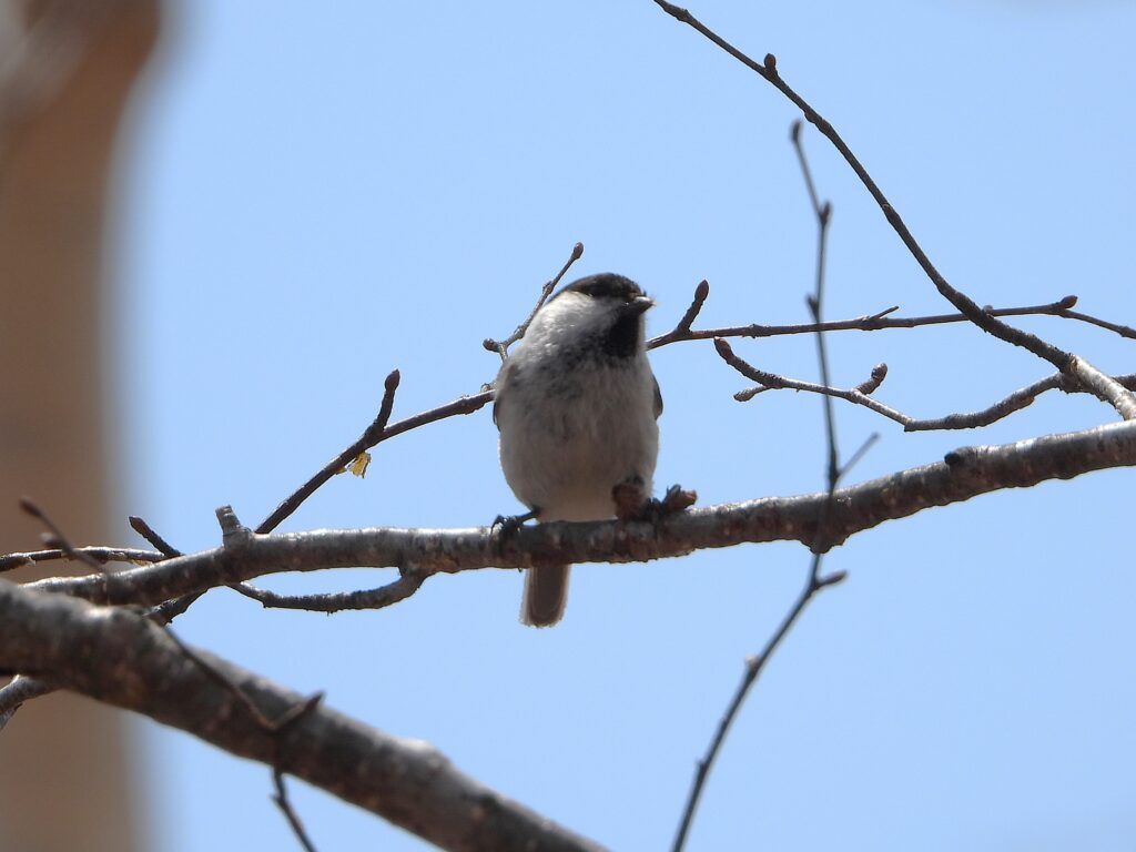 Willow Tit perched on a bare branch in early spring, showing its black cap and white cheeks.