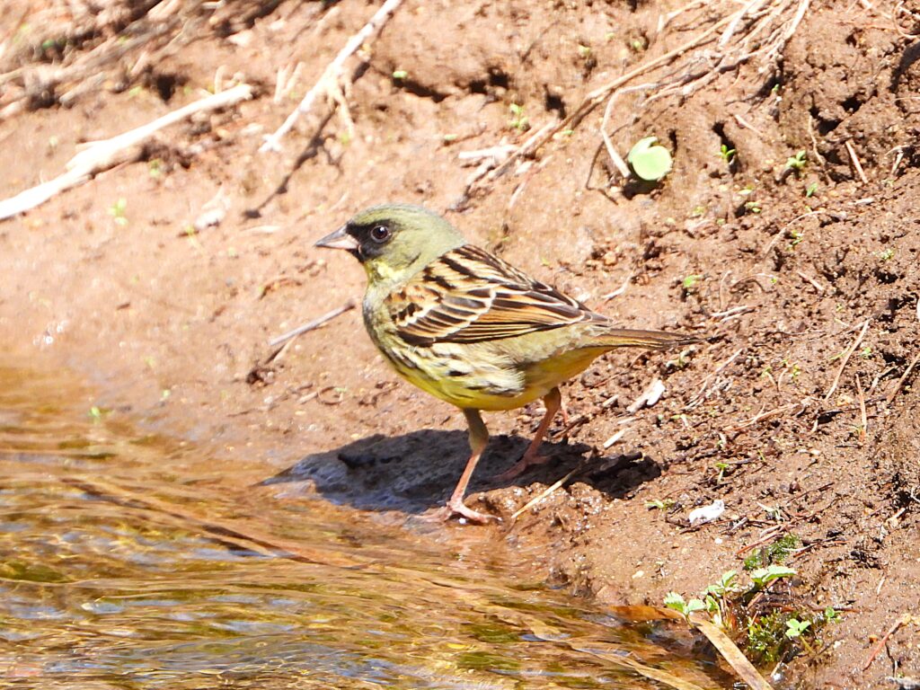 Black-faced Bunting standing at the edge of a stream, showing olive-yellow plumage and dark facial markings in natural light.