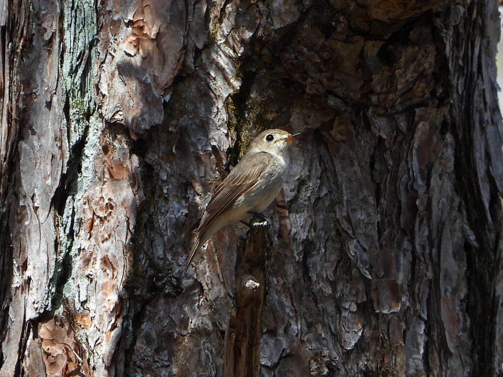 Asian Brown Flycatcher resting on bark, showing its soft gray-brown plumage and alert posture in natural light.