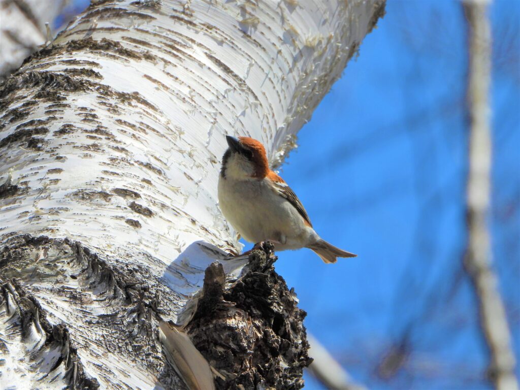 A Russet Sparrow perched on the trunk of a white birch tree in bright sunlight, showing its rich russet head and pale body against a vivid blue sky.