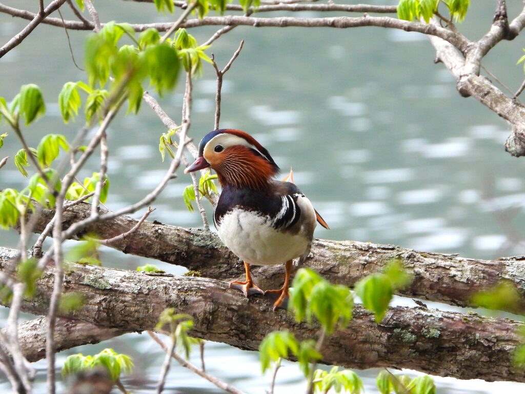Male Mandarin Duck perched on a tree branch above a calm pond in spring, showing vivid orange sails and chestnut face.