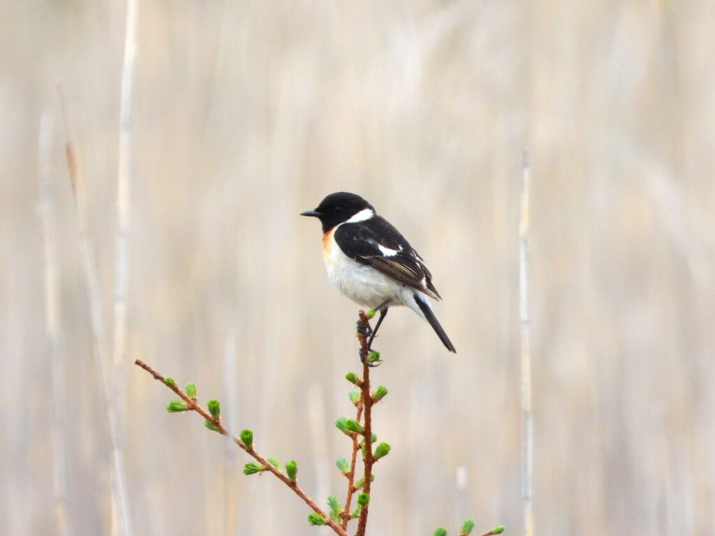 A male Siberian Stonechat (Saxicola stejnegeri) in breeding plumage standing on a twig, displaying its black head, orange breast, and white underparts in a Japanese grassland.