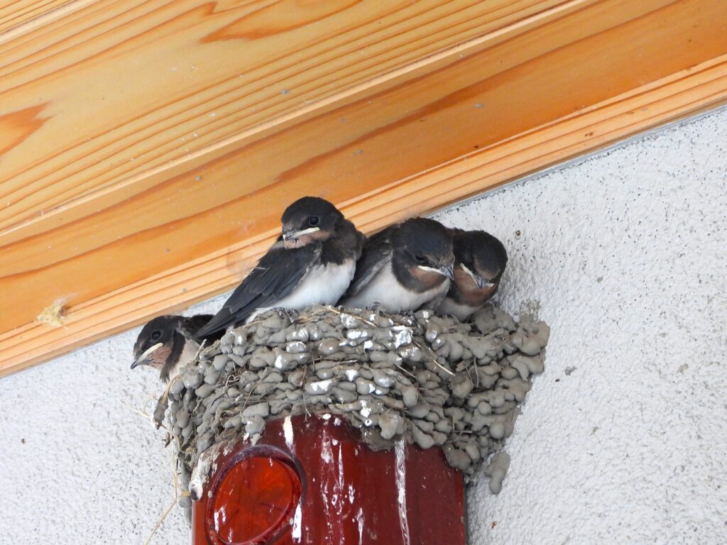Barn Swallow chicks in a mud nest under the eaves in rural Japan