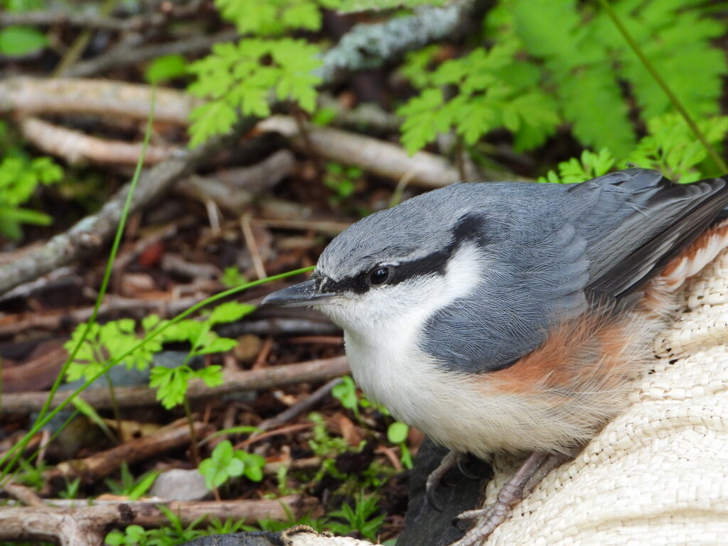 Juvenile Eurasian Nuthatch (Sitta europaea clara) resting safely on the forest floor after rescue, Hokkaido, Japan