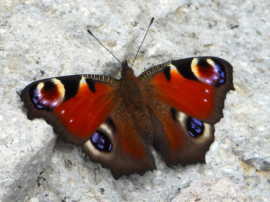 Close-up of a Peacock Butterfly (Aglais io) displaying its brilliant eyespot patterns and detailed wing texture while resting on a rock surface.
