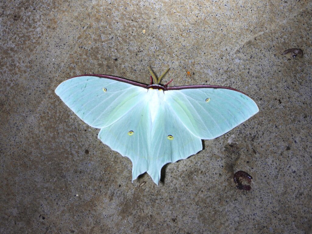 Japanese Luna Moth (Actias aliena) resting on a stone surface at night in Japan. Its pale green wings glow under the light.