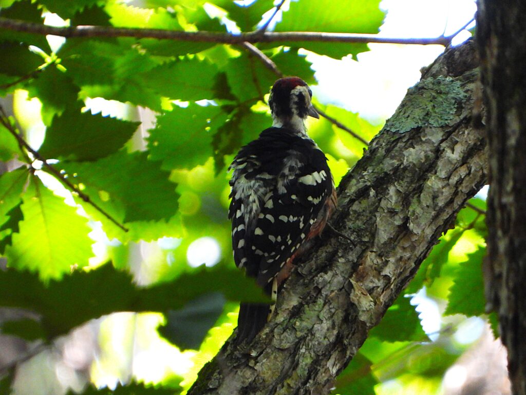 Male White-backed Woodpecker in Japan showing red crown and white back