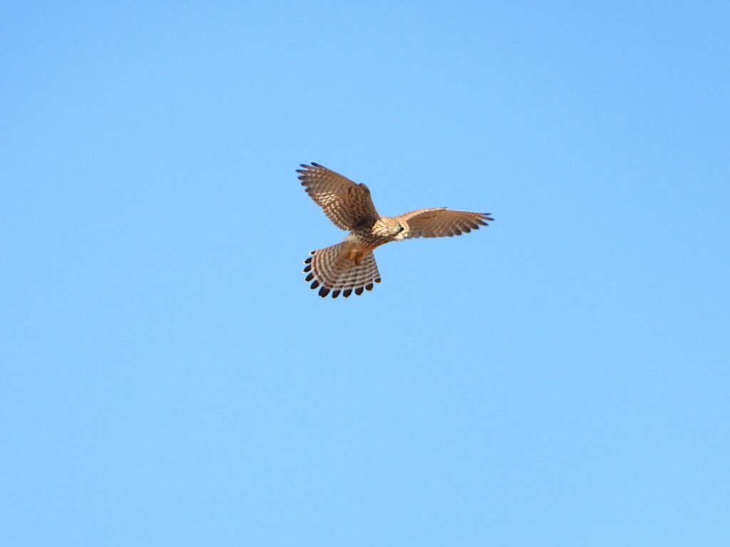 Common Kestrel hovering in mid-air while hunting above open farmland in Japan