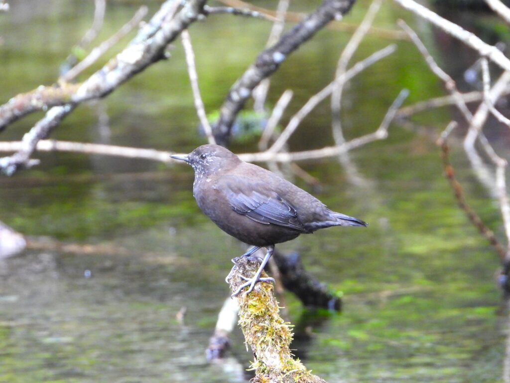 Brown Dipper (Cinclus pallasii) perched on a mossy branch over a clear mountain stream in Japan