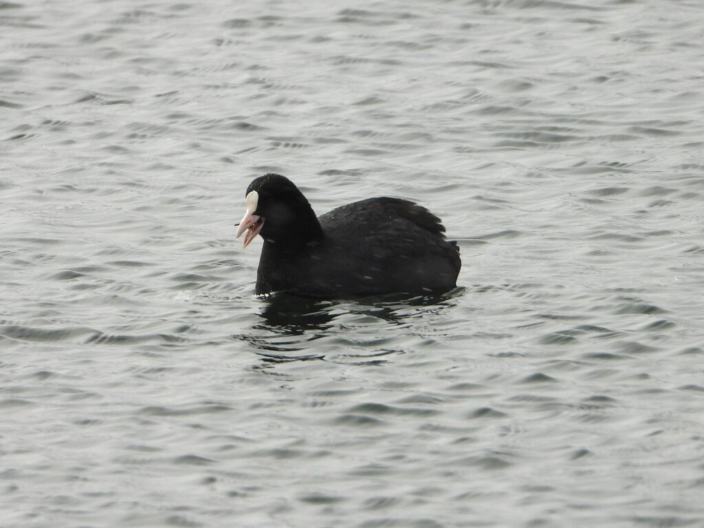 Close-up of a Eurasian Coot on the water with its white bill and frontal shield clearly visible.