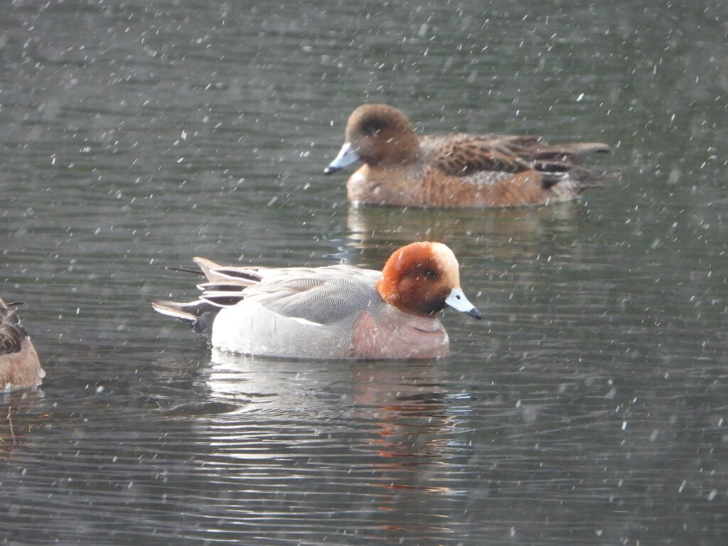 Eurasian Wigeon male and female floating on a pond during light snowfall in Japan.