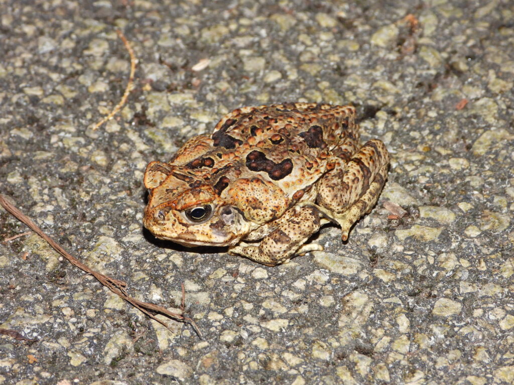 Cane Toad (Rhinella marina) resting on a paved road at night in Ishigaki Island, Japan.