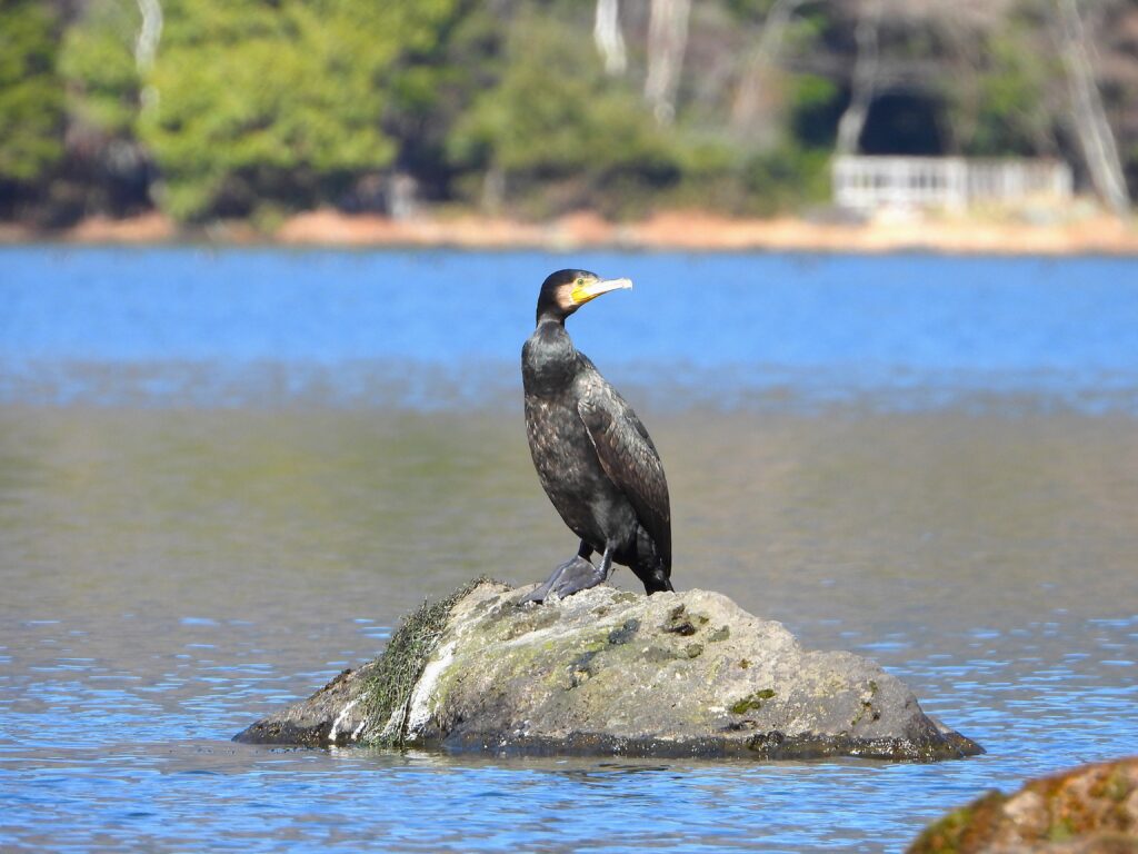 A Great Cormorant (Phalacrocorax carbo hanedae) resting on a rock by a mountain lake in Japan