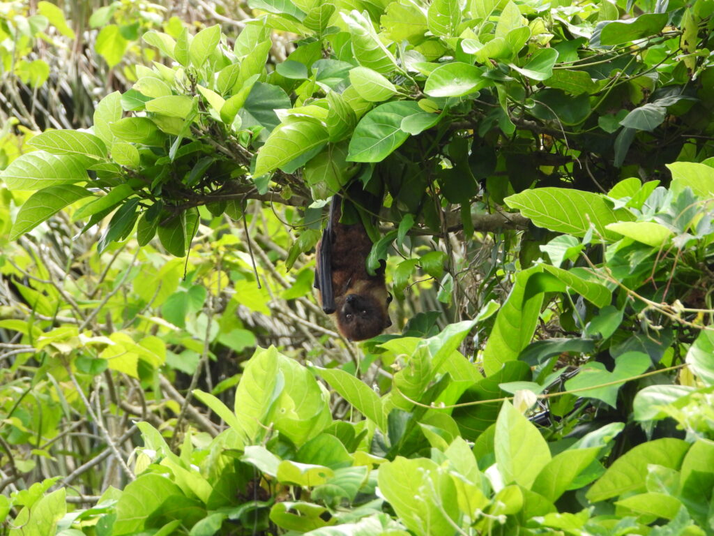 A Yaeyama Flying Fox (Pteropus dasymallus yayeyamae) hanging quietly from a branch, surrounded by dense green leaves in the subtropical forest of the Yaeyama Islands, Japan.