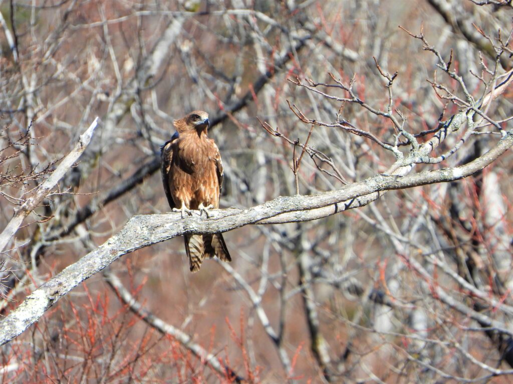 Perched Black Kite (Tobi) on a tree branch in Japan