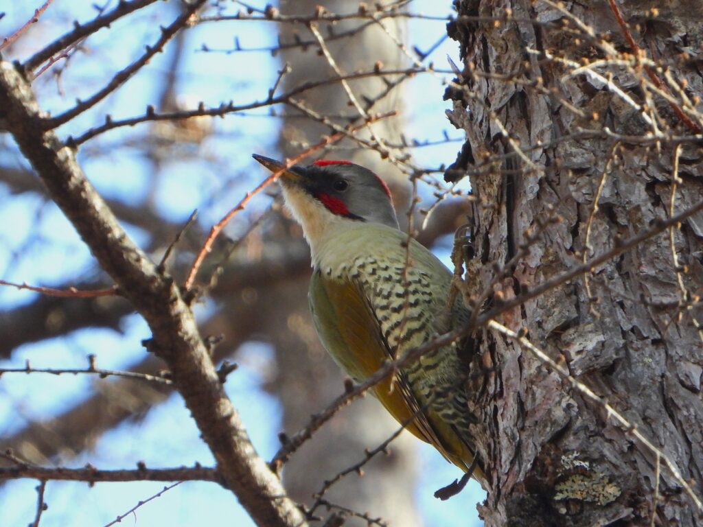 Japanese Green Woodpecker (Picus awokera), a male clinging to a tree trunk in early spring woodland, Japan.